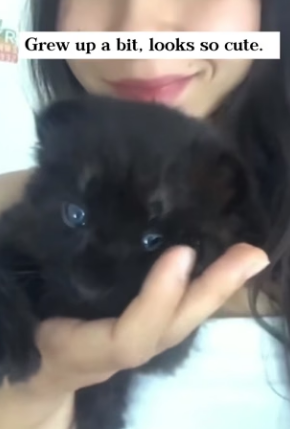 D0404003 My kitten grew up into black panther! (Part 2)