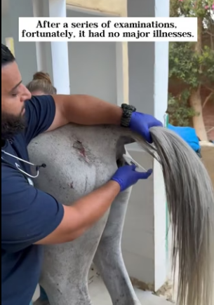 D0404002 Rescued an abandoned white horse ruins! (Part 2)