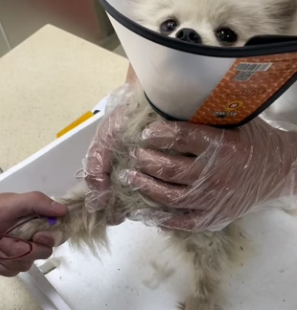 D0404001 rescued stray puppy!  (Part 2)