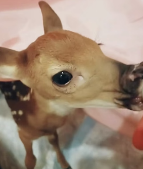 D0404010 took in trapped fawn helped it find its mother (Part 2)