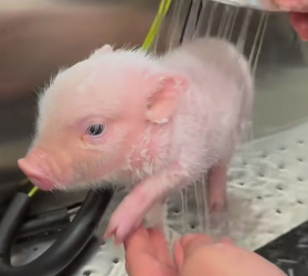 R1803001 I found a lost piglet and it looked so pitiful that I decided to take it home (Part 2)