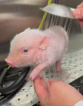 R1803001 I found a lost piglet and it looked so pitiful that I decided to take it home (Part 2)