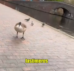 A0403002 Canadian goose blocking way (Parte 2)