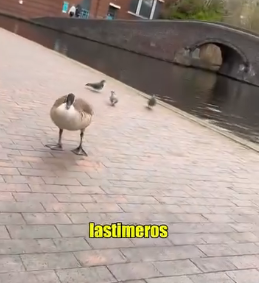 A0403002 Canadian goose blocking way (Parte 2)