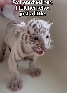 F0704007 This isn’t a Hollywood movie, but Brad Pitt would cry at the end. (Part 2)