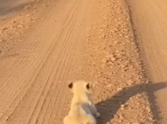 F0704011 A tiny white lion cub was rejected by his own mother and siblings (Part 2)