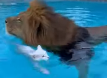 F0704003 The King’s Foster Mother_ A Lion’s Heart, A Cat’s Soul! 🦁🤍🐈 (Part 2)
