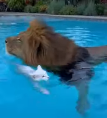 F0704003 The King’s Foster Mother_ A Lion’s Heart, A Cat’s Soul! 🦁🤍🐈 (Part 2)