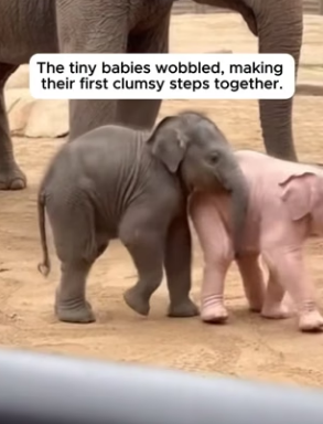 F0704009 The Crowd Froze When A Rare Albino Elephant Was Born (Part 2)