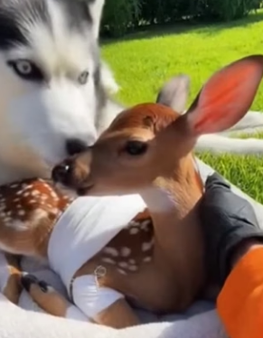 F0704004 A Heartbroken Husky & The Miracle of the Second Chance (Part 2)