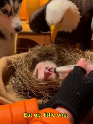 F0704002 A rare friendship_ Husky & Eagles (Part 2)