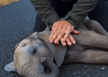 F0704010 A Grieving Elephant Held Her Lifeless Baby Up For Help (Part 2)