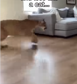 P0502001 Mountain lion was saved before it was too late (Part 2)