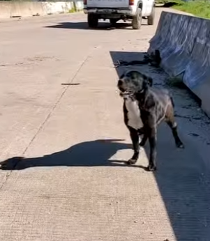 I0704011 Abandoned dog took up residence in pile of tires. Thank you @Lolasluckyday ❤️ (Part 2)