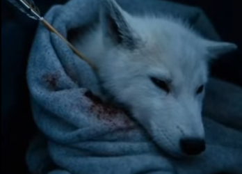 E3003005 baby snow wolf was injured thus mother snow wolf seek help (Part 2)