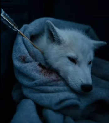 E3003005 baby snow wolf was injured thus mother snow wolf seek help (Part 2)