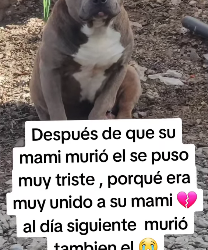 M3103005 jamas pensamos que se nos iria también 😭(Part 2)