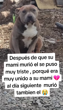 M3103005 jamas pensamos que se nos iria también 😭(Part 2)