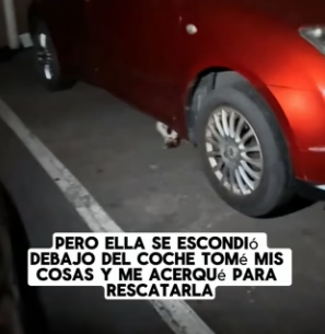 R0704003 One day, kitten large swelling on its face appeared at my door (Part 2)