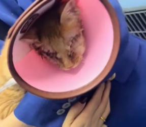 R0704002 woman rescues kitten an injured eye (Part 2)