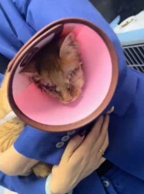 R0704002 woman rescues kitten an injured eye (Part 2)