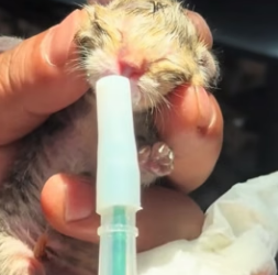 A0704011 mother kitten gave birth outside,I rescued them decided to (Part 2)
