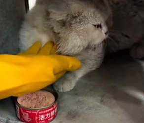 A0704007 found an injured stray cat in park, rescued her,and then (Part 2)