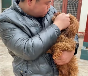 A0704005 dog begs help on truck being taken to dog meat restaurant (Part 2)
