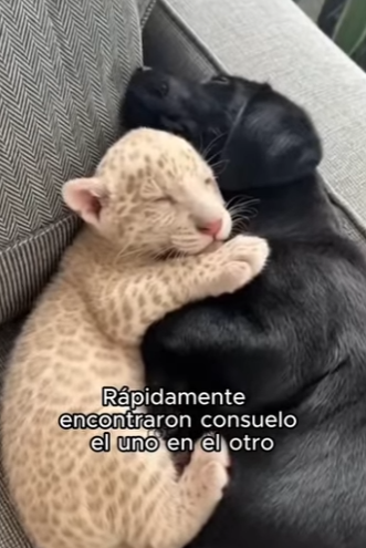 V0104011 Descartado. Roto. Salvado. La historia aprobada por Jennifer Lopez. (Part 2)