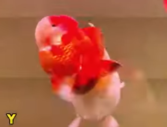 A0704008 goldfish is undergoing tail amputation surgery (Part 2)