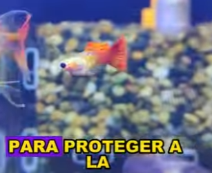A0704012 Pregnant Guppy (Part 2)