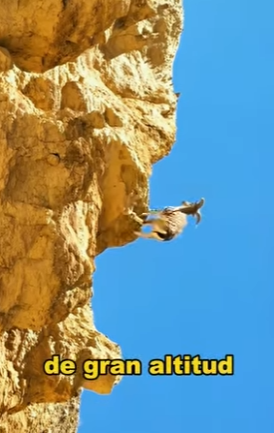 A0704001 Siberian Goat Extreme Escape (Part 2)