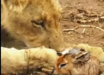 A0704002 lioness cared little antelope as if it were her own child (Part 2)