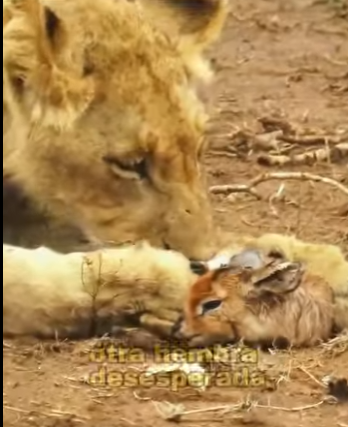 A0704002 lioness cared little antelope as if it were her own child (Part 2)