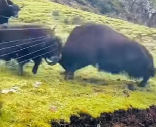 A0704003 What are wild yak rivals (Part 2)