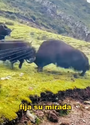 A0704003 What are wild yak rivals (Part 2)