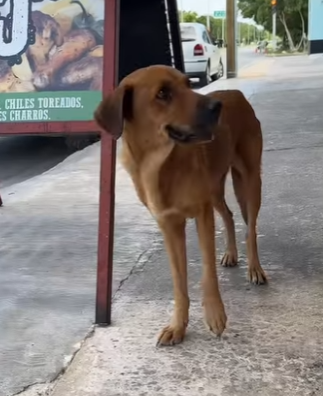 M0704008 Siempre que puedan, ayuden un animalito de la calle! (Part 2)