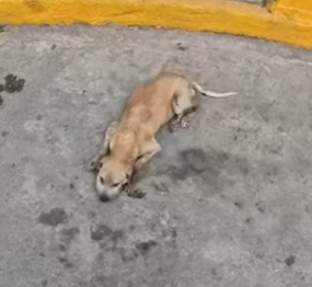 M0704001 Rescatando Ramoncita (Part 2)