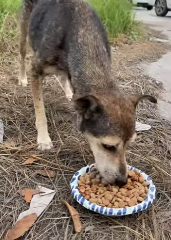 M0704006 Sabias qué el olfato Rwa Rwauuu es veces más sensible que el (Part 2)