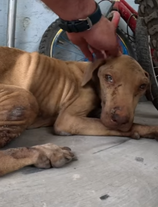 M0704009 Rescatando Paquito II (Part 2)