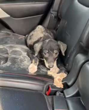 M0704007 Toby ya es un Rwa Rwauuu VIP (Part 2)