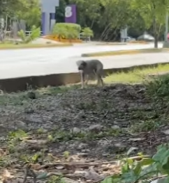 M0704011 Un Perrito siendo perrito! (Part 2)