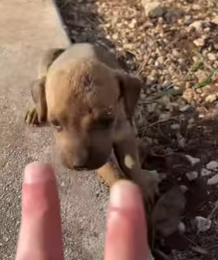 M0704002 Babys Rwa Rwauuu un pasito de tener una nueva vida! (Part 2)