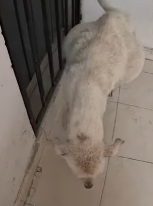 M0704003 Rescatando Macarena (Part 2)