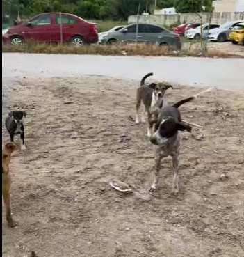 M0704004 Ya es un baby Rwa Rwauuu VIP very important perrito (Part 2)