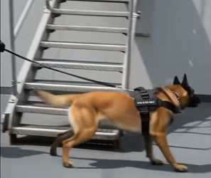 Y3004011 Hero K9 Saves Naval Staff Navy Rescue (Part 2)