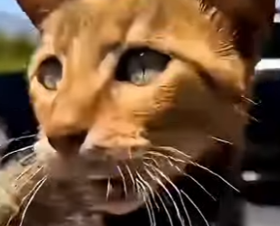 P1005003 pregnant cat found by road side crying help… but something (Part 2)