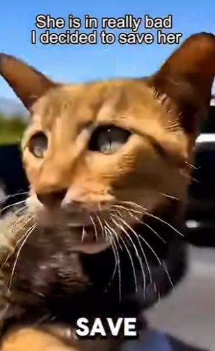 P1005003 pregnant cat found by road side crying help… but something (Part 2)