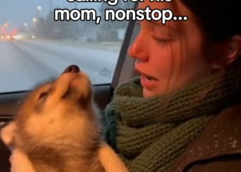 F1403002 Like She Was Born to Be His Mom… Until the Wild Called Him Back (Part 2)