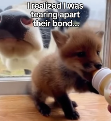 F1403005 The Cow Who Became a Fox’s Grandma ❤️ Real animal rescues that cross borders ❤️🐾 Giving animals a s (Part 2)